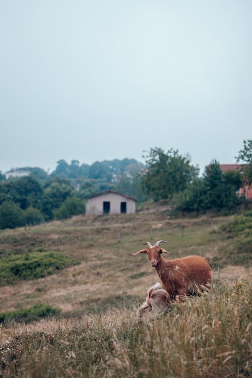 A goat and a baby goat are in a field