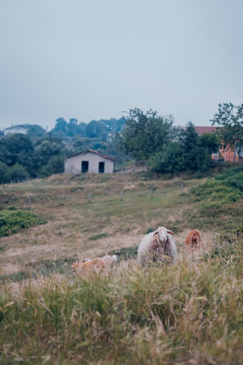 Sheep in a field with a house in the background