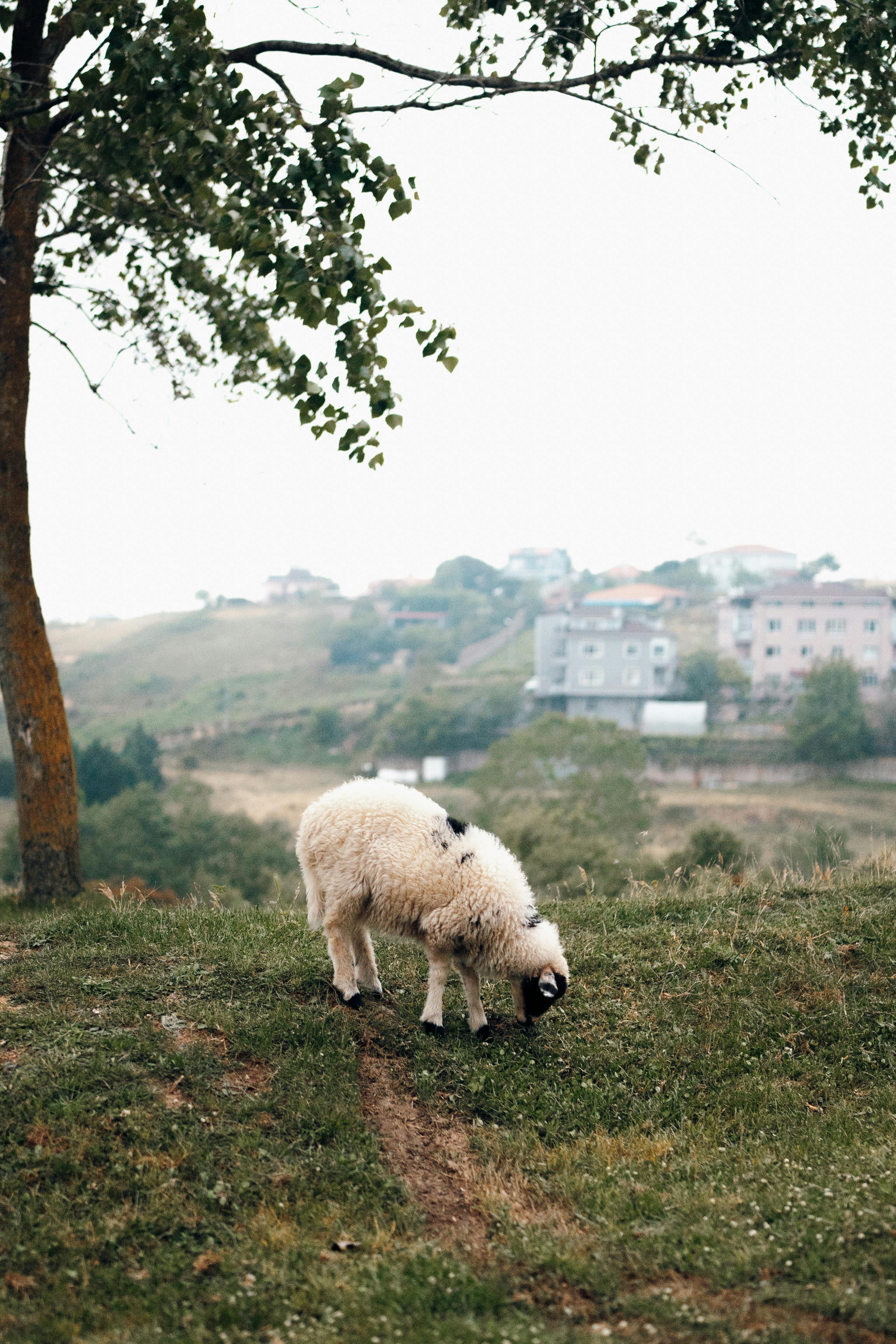 A lone sheep grazes in a serene rural meadow with distant buildings.