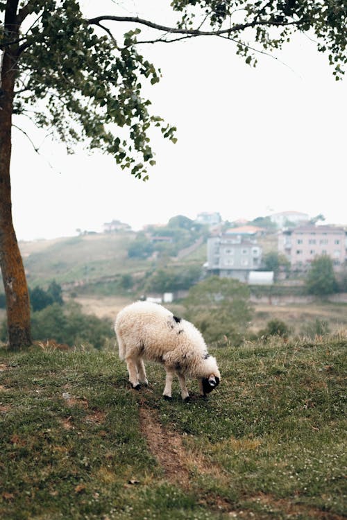 A sheep is standing in a field with a tree