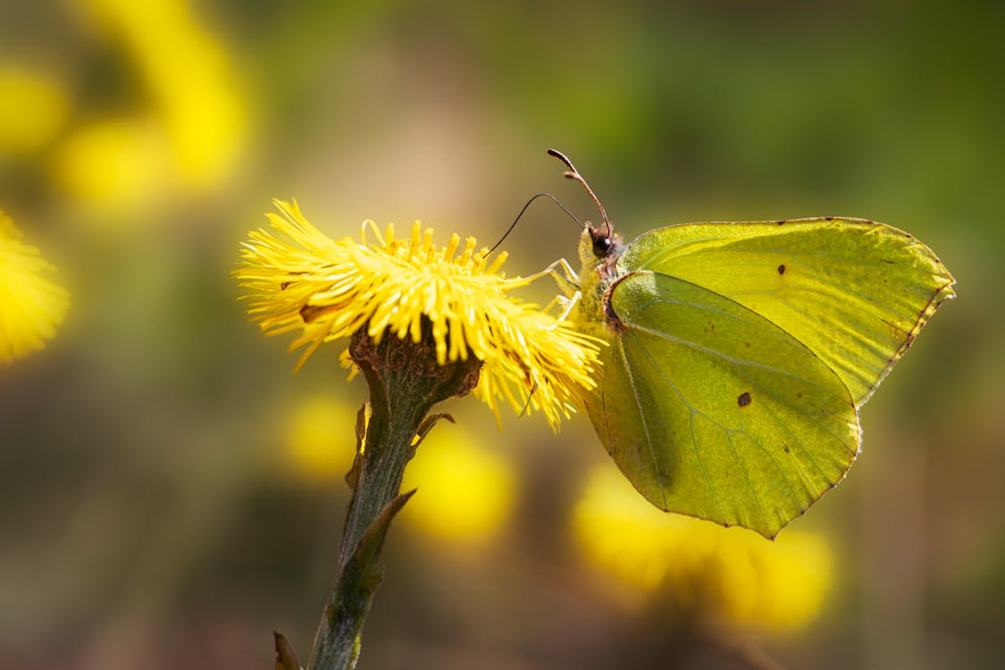 Free stock photo of biodiversity, butterfly, butterfly behavior