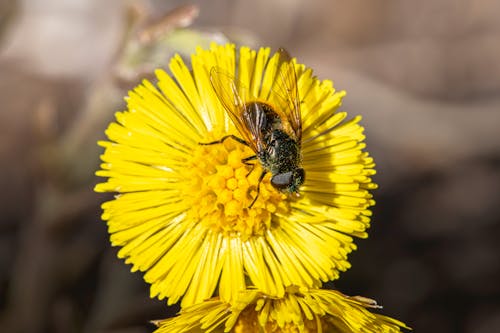 A fly is sitting on top of a yellow flower