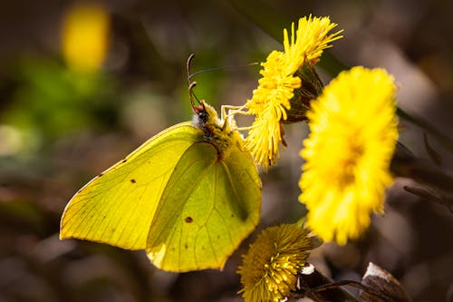 Imagine de stoc gratuită din biodiversitatea, ciclul de viață al fluturelor, comportamentul fluturelui
