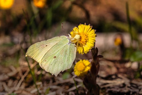 Základová fotografie zdarma na téma barva, biodiverzity, chování motýla