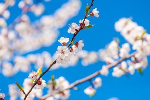 Бесплатное стоковое фото с абрикос, весенние цветы, весна