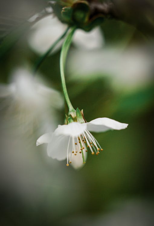 A close up of a white cherry blossom