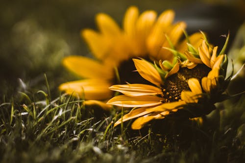 Kostnadsfri bild av blommor, fält, flora