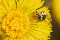 A detailed image of a goldenrod crab spider sitting atop a vibrant yellow flower.