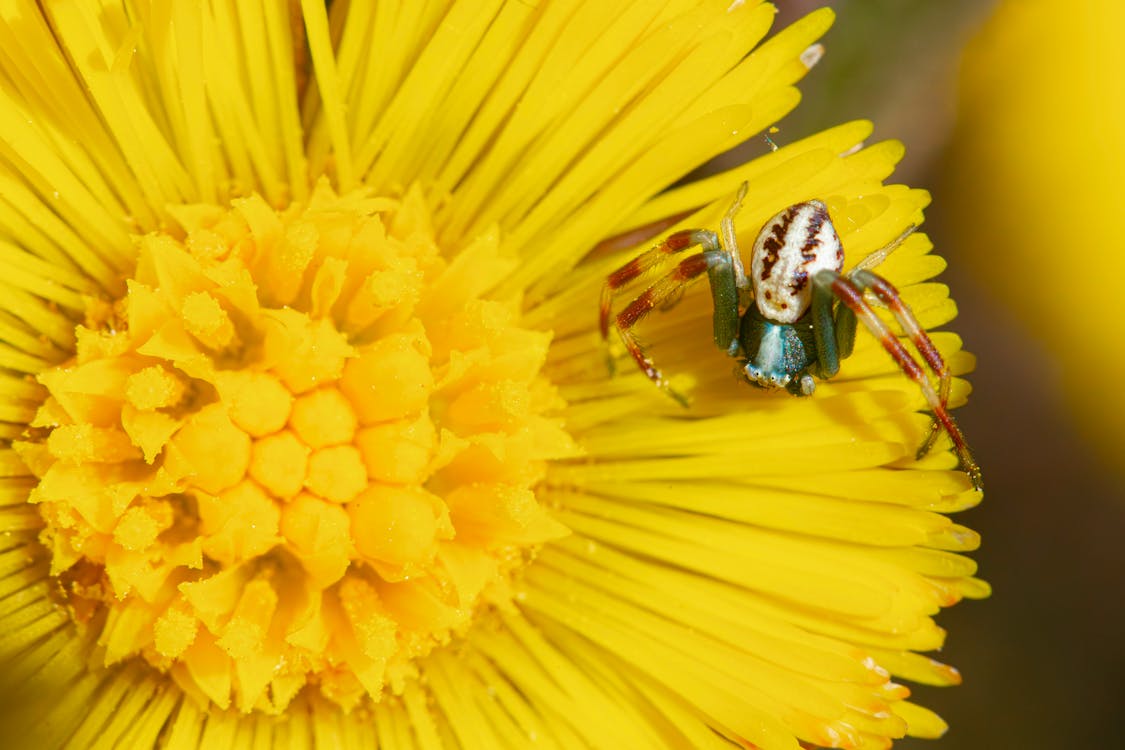 A small green and blue spider on a yellow flower