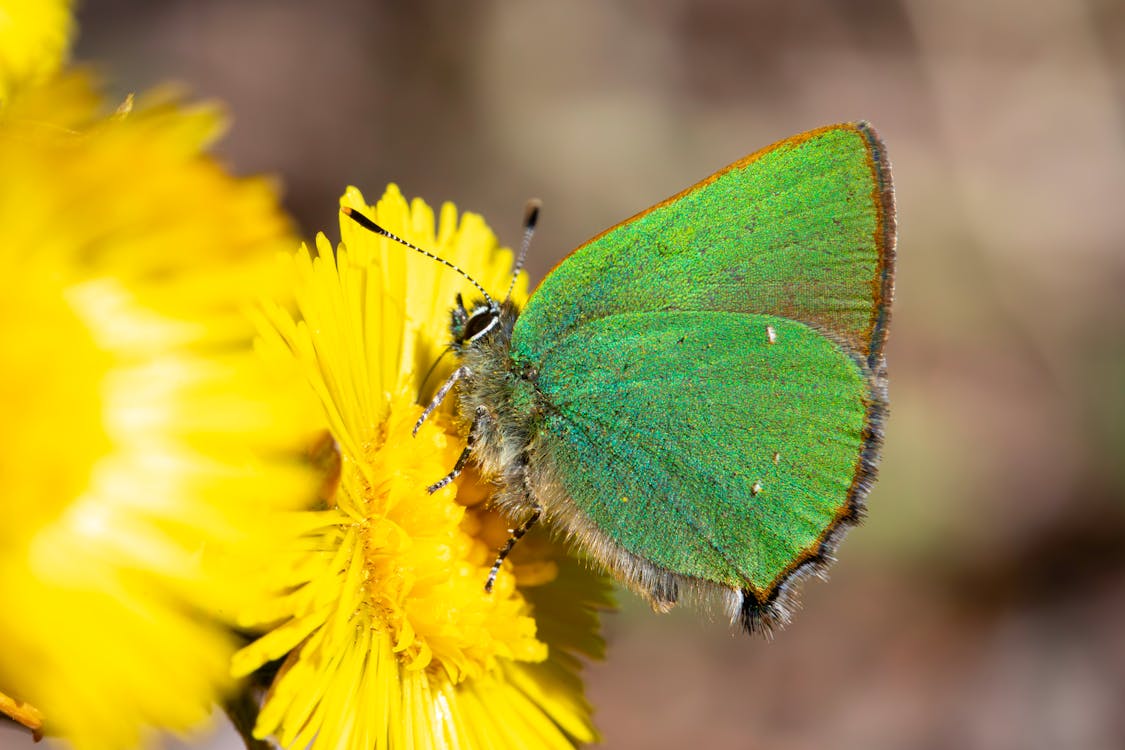 A green butterfly on a yellow flower