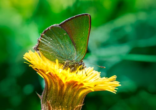A green butterfly sitting on top of a yellow flower