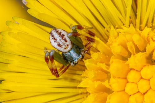 Δωρεάν στοκ φωτογραφιών με beetle, macro, misumena vatia