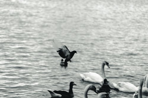 Grayscale Photography Of Birds