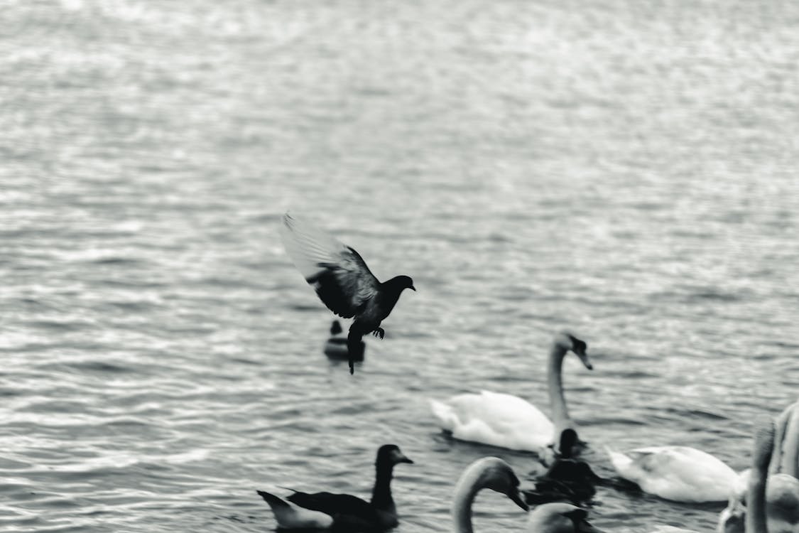 Free Grayscale Photography Of Birds Stock Photo