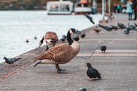 在城市公园宁静的滨水区周围，鸭子和鸽子聚集在一起