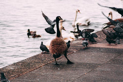 Fotobanka s bezplatnými fotkami na tému divočina, Hamburg, husi