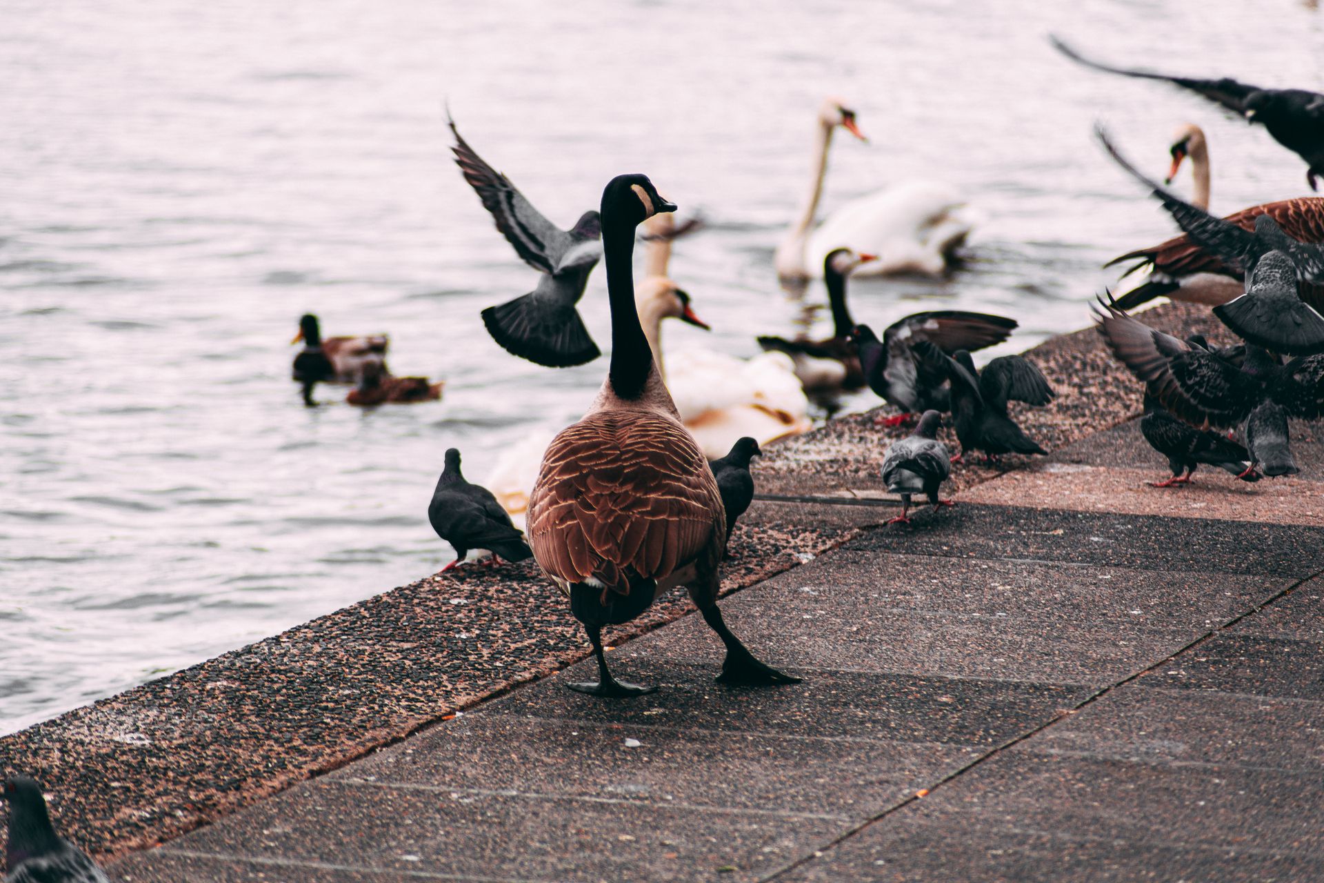 Flock Of Birds