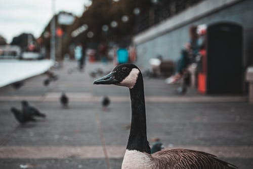 White And Brown Duck