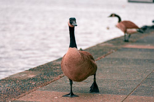 Bird Walking