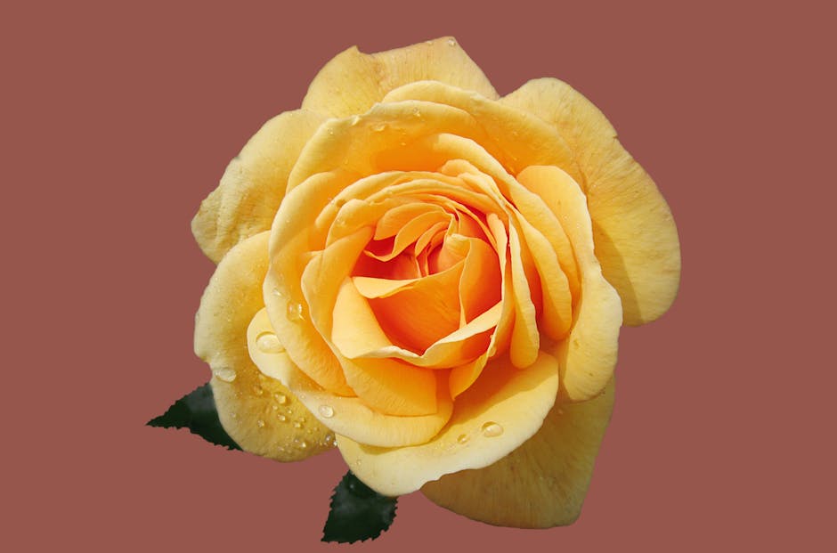 Close-up Photography of Yellow Rose With Water Dew · Free ... - 940 x 621 jpeg 35kB