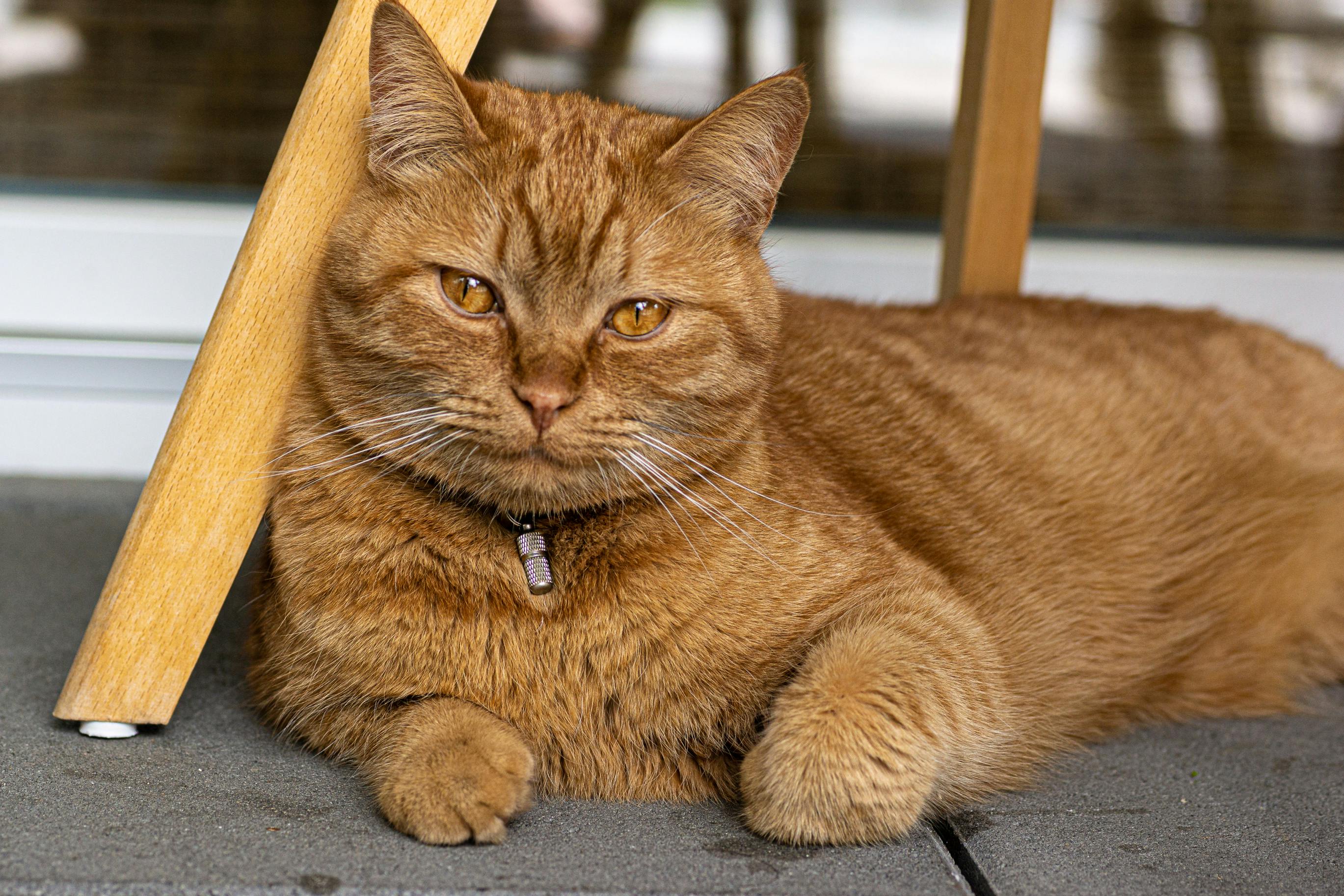 Closeup Photo of Sitting Brown Tabby Cat · Free Stock Photo