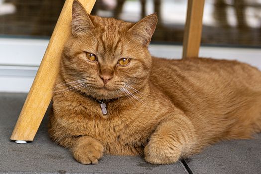 特写镜头里，一只棕色虎斑猫在室内闲逛，露出了它可爱的脸庞