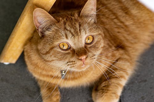 Foto Close Up Kucing Tabby Coklat Melihat Ke Atas