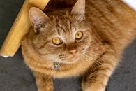 这只可爱的姜黄色虎斑猫，长着一双琥珀色的眼睛