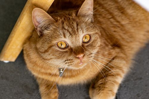 Free Adorable ginger tabby cat with amber eyes under wooden furniture indoors. Stock Photo