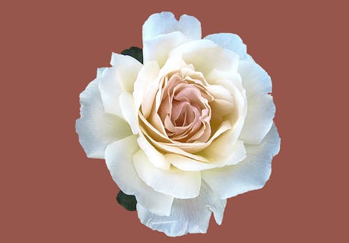 Kostenlos Gelbe Und Rosa Rose Vektorgrafiken Stock-Foto