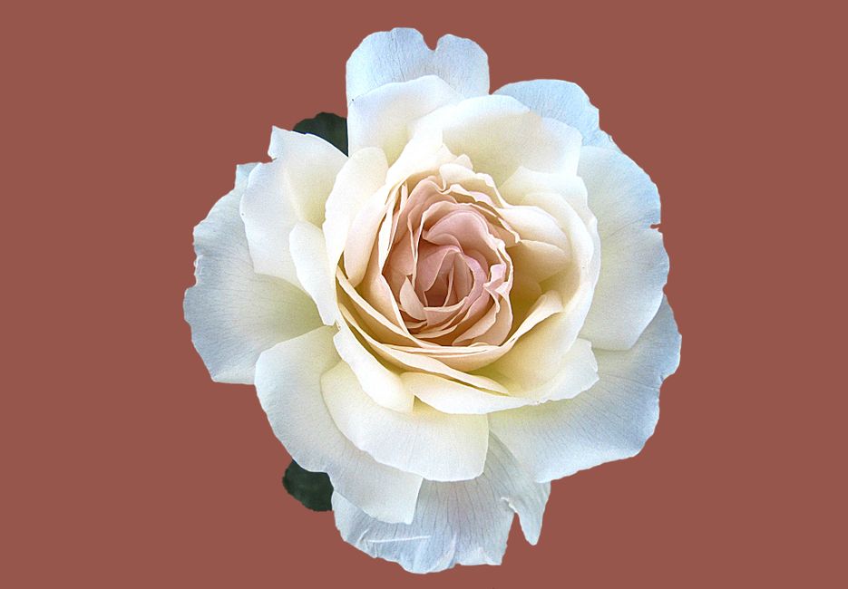Unique White Roses 1000+ Great White Rose Photos Pexels · Free Stock Photos