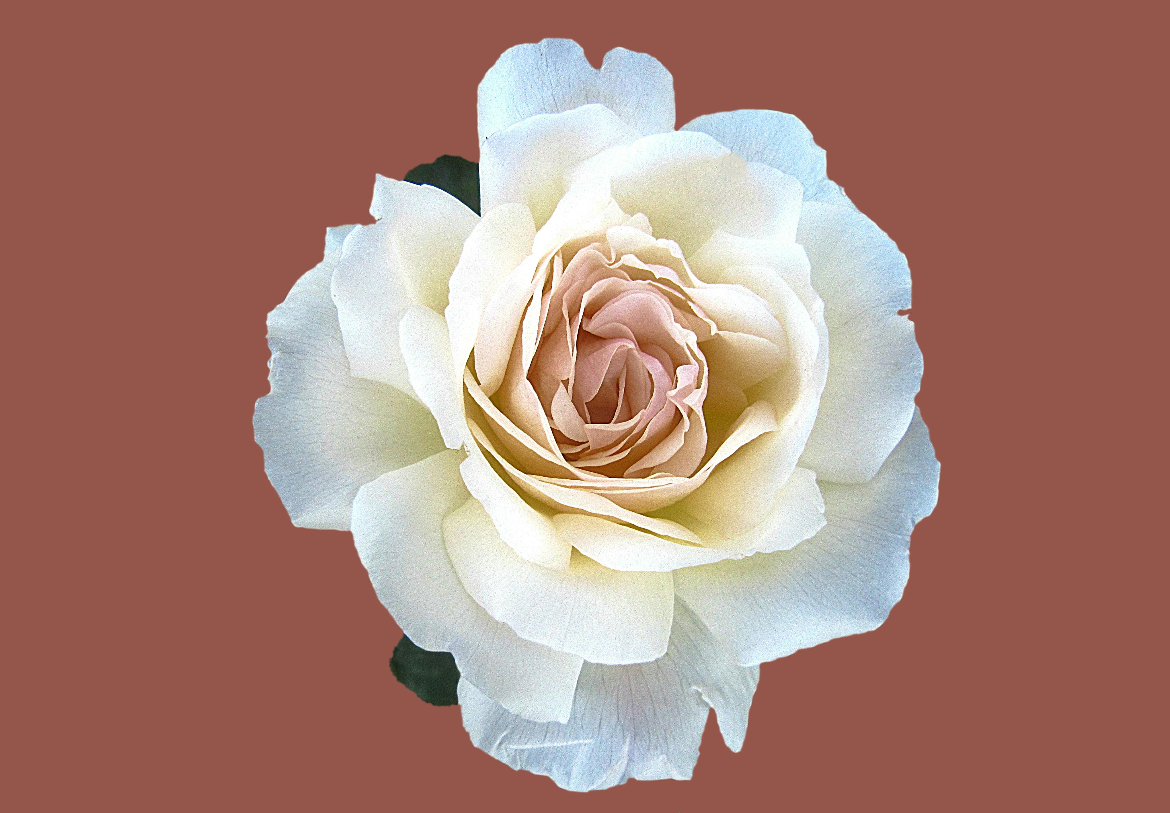 10,000+ Best Roses Photos · 100% Free Download · Pexels Stock Photos