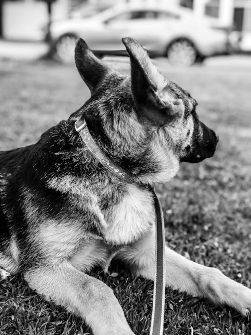 Free Grayscale Photo of Leashed Dog Looking Away Stock Photo