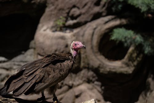 A vulture is standing on a rock in the woods