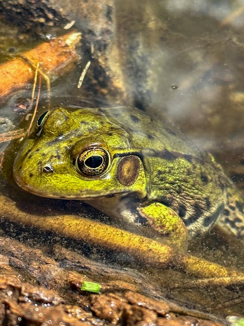 A frog is sitting in the water with its eyes open