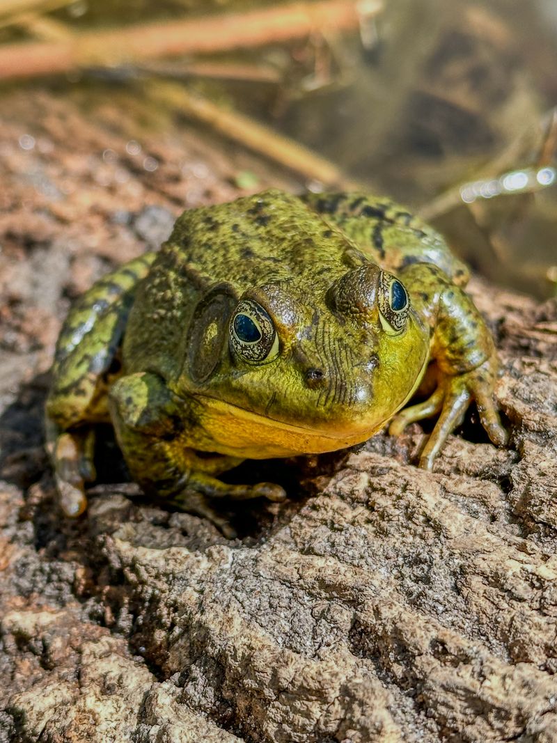 Loading Frog Photo Of A Frog · Free Stock Photo