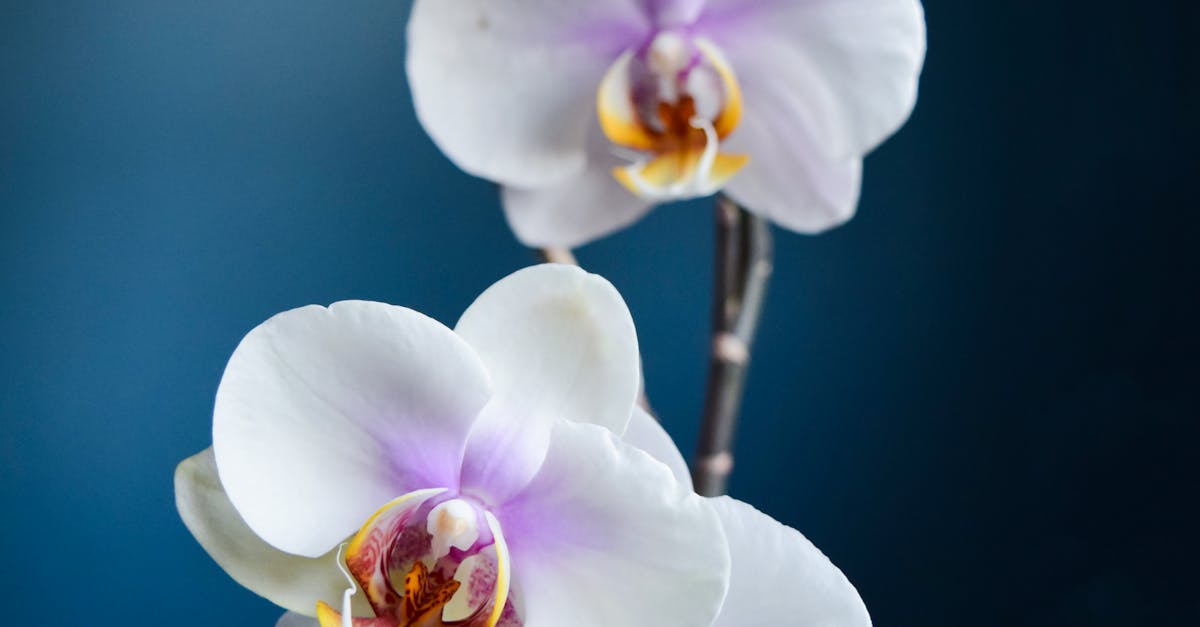 Free stock photo of orchidaceae