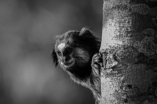 Free A stunning black and white photo of a marmoset clinging to a tree trunk in Ibicoara, Brazil. Stock Photo