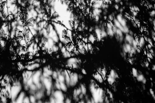 Бесплатное стоковое фото с абстрактный, дерево, дождь