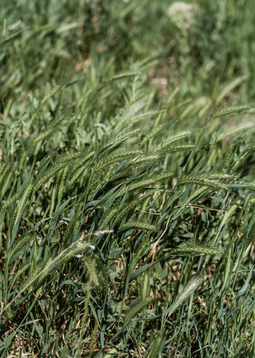 Free Close-up view of a vibrant green wheat field, capturing the essence of rural agriculture. Stock Photo