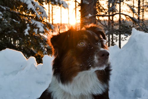 雪の近くのミディアムコートの白黒犬