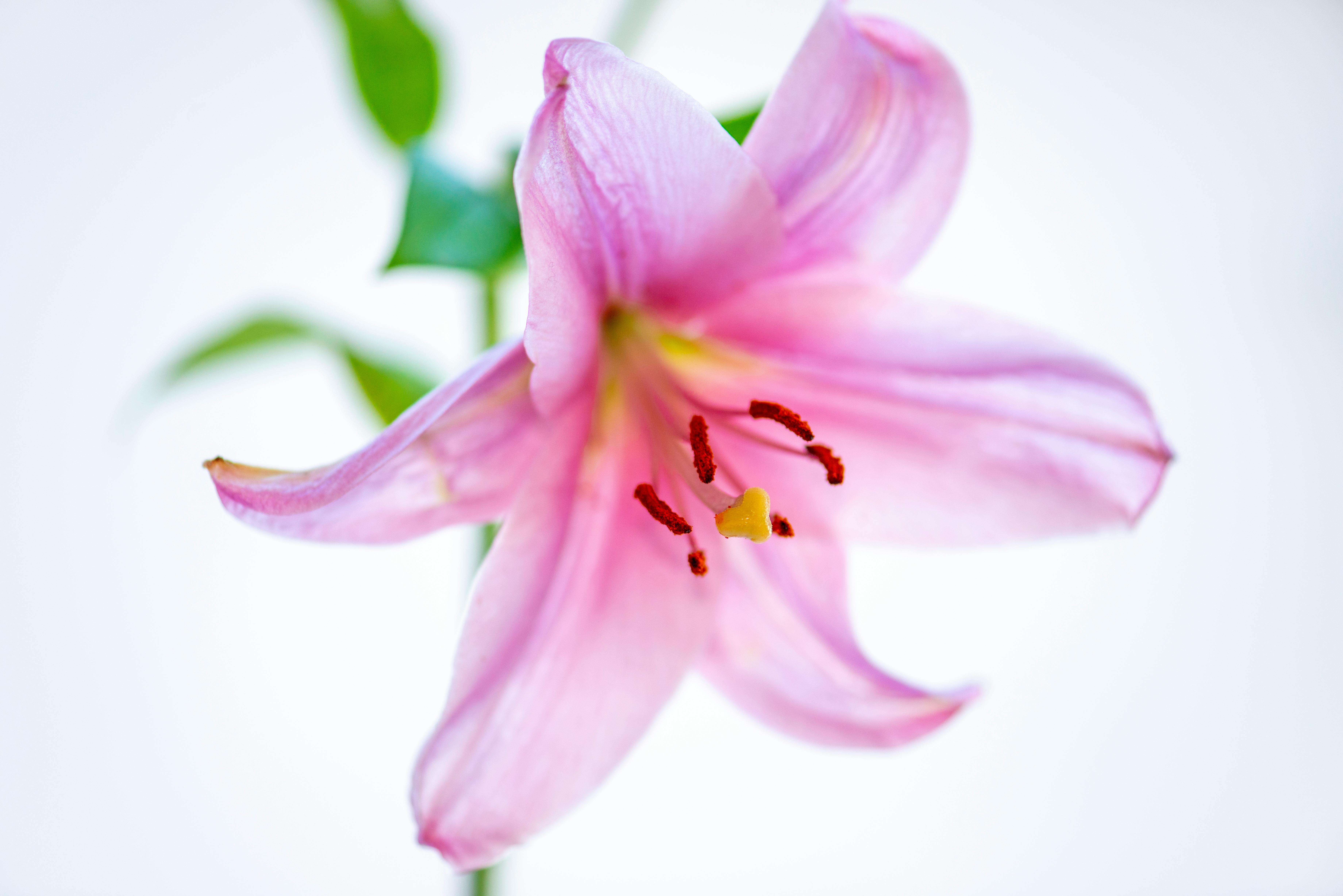 Fashion aesthetic Wallpaper Phone. Bloom Lily Flowers Background. Spring  Summer Romantic Mood Stock Photo, Picture and Royalty Free Image. Image  148837254.