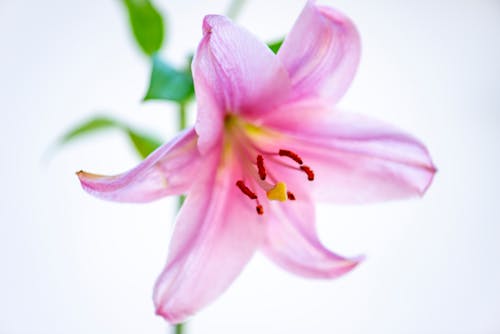無料 ピンクの花びらの花 写真素材
