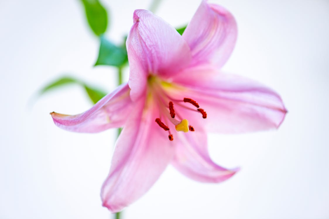 Pink Petaled Flower