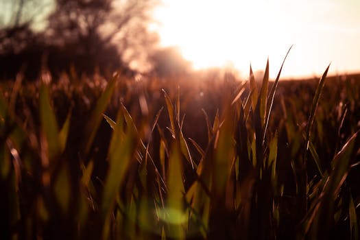 Close-up of grass in a rural field with warm sunset light, natural scenery.