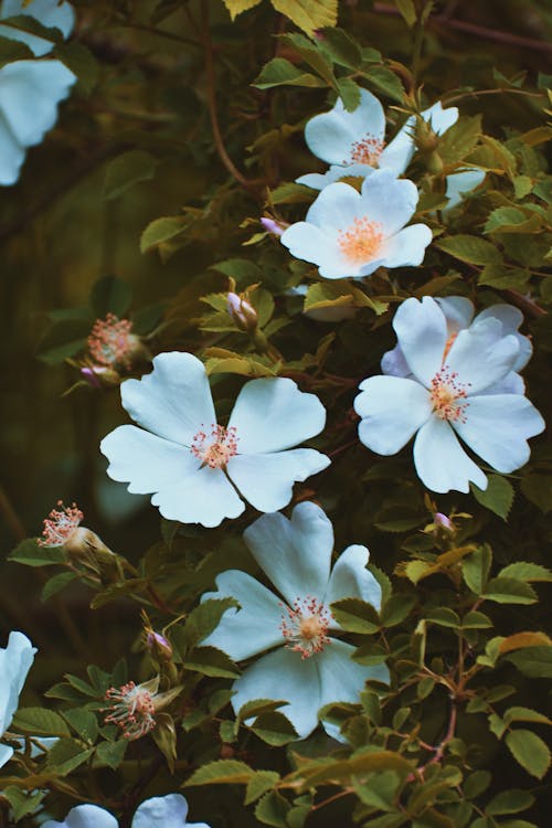 Free White Flowers Stock Photo