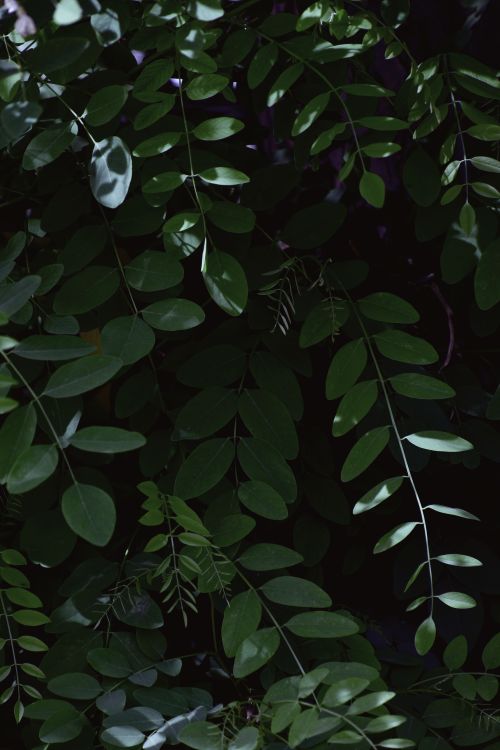 Free Close-up of vibrant green leaves in a dimly lit setting, showcasing natural textures and patterns. Stock Photo