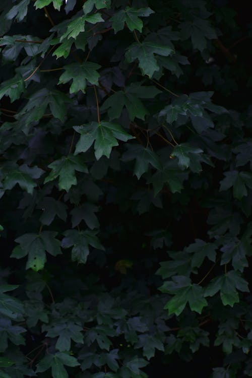 Green Leaves