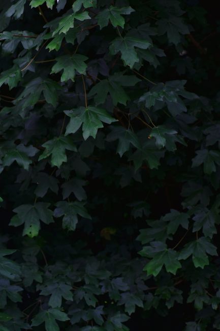 A dense display of lush green leaves in an outdoor setting under natural lighting.