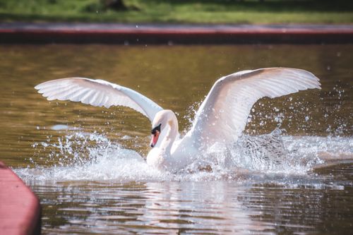 Free A majestic swan lands on a sunlit pond, creating a dramatic water splash and reflection. Stock Photo
